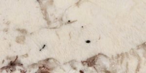 Alps White Granite Countertops